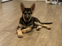 Maxie, a female German Shepherd Dog for sale in New York, NY – 2 of 2