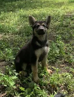 Puma, a female German Shepherd Dog for sale in New York, NY – 2 of 3