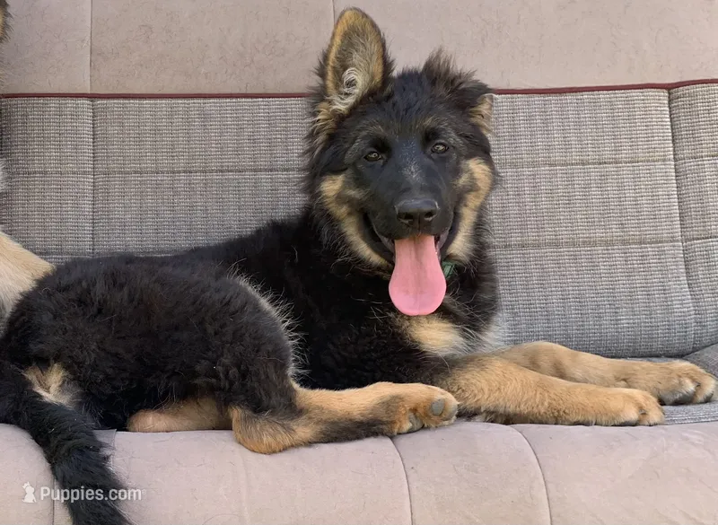 Luna – German Shepherd Dog puppy for sale in New York, NY