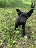Panda , a male German Shepherd Dog for sale in New York, NY – 1 of 1