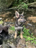 Puma, a female German Shepherd Dog for sale in New York, NY – 3 of 3