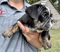 Shaggy, a male English Bulldog for sale in Hinton, IA – 5 of 8
