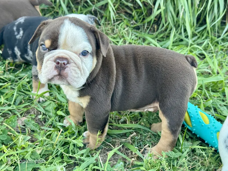 Reeses – English Bulldog puppy for sale in Hinton, IA