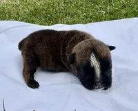 Blinky, a female English Bulldog for sale in Hinton, IA – 3 of 5