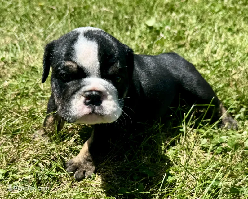 Shaggy – English Bulldog puppy for sale in Hinton, IA
