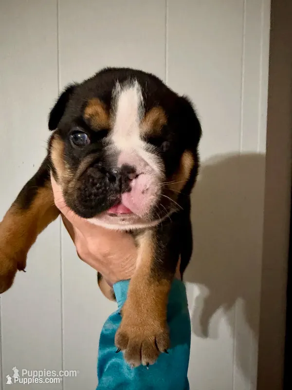 UNO – English Bulldog puppy for sale in Hinton, IA