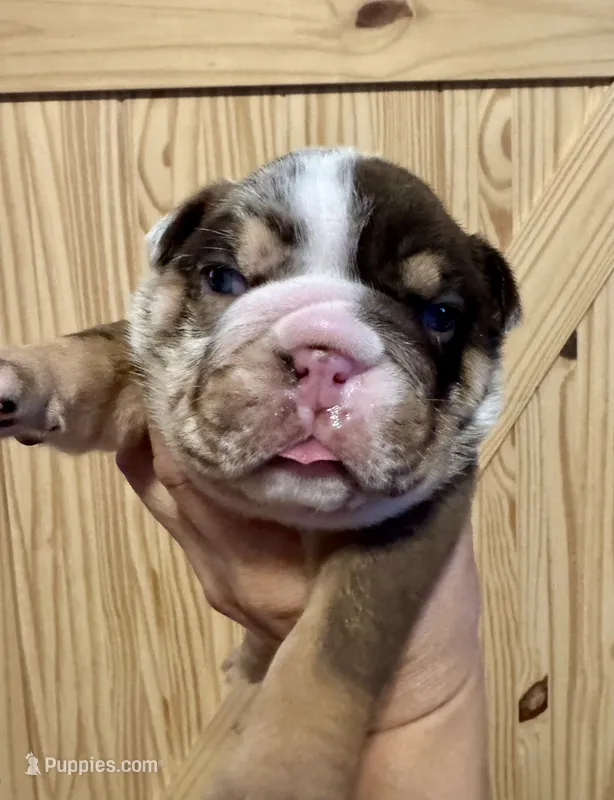 Crunch – English Bulldog puppy for sale in Hinton, IA