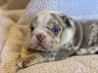 Gucci, a male English Bulldog for sale in Hinton, IA – 10 of 10