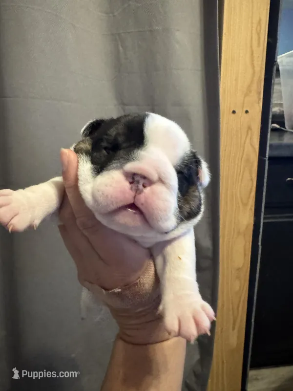 Olaf – English Bulldog puppy for sale in Hinton, IA