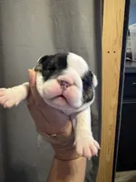 Olaf, a male English Bulldog for sale in Hinton, IA – 1 of 4