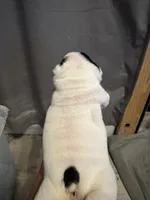 Olaf, a male English Bulldog for sale in Hinton, IA – 2 of 4