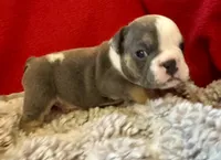Scooby, a male English Bulldog for sale in Hinton, IA – 2 of 8