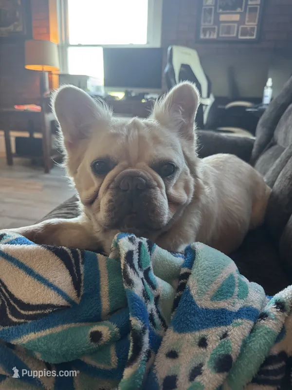 Ryder – French Bulldog puppy for sale in Hinton, IA