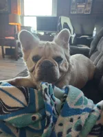 Ryder, a male French Bulldog for sale in Hinton, IA – 1 of 1
