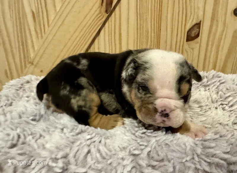 Skittles – English Bulldog puppy for sale in Hinton, IA