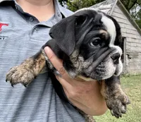 Shaggy, a male English Bulldog for sale in Hinton, IA – 2 of 8