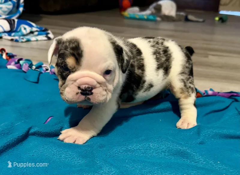 Snickers – English Bulldog puppy for sale in Hinton, IA