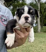 Fred, a male English Bulldog for sale in Hinton, IA – 7 of 7