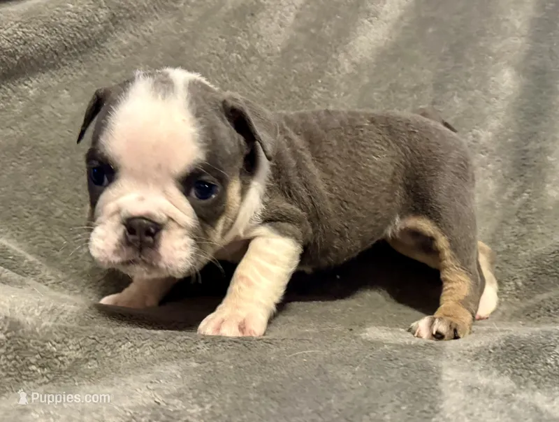 Pinky – English Bulldog puppy for sale in Hinton, IA