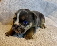 Armani, a female English Bulldog for sale in Hinton, IA – 4 of 10