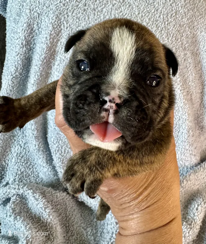 Clyde – English Bulldog puppy for sale in Hinton, IA