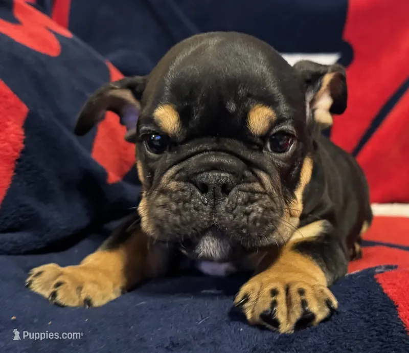 Michelangelo – English Bulldog puppy for sale in Hinton, IA