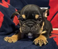 Michelangelo, a male English Bulldog for sale in Hinton, IA – 1 of 10