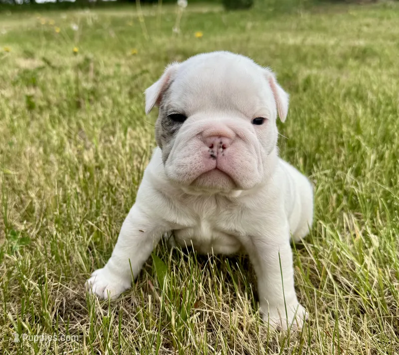 Elsa – English Bulldog puppy for sale in Hinton, IA