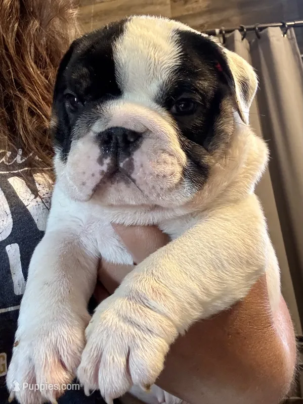 Olaf – English Bulldog puppy for sale in Hinton, IA