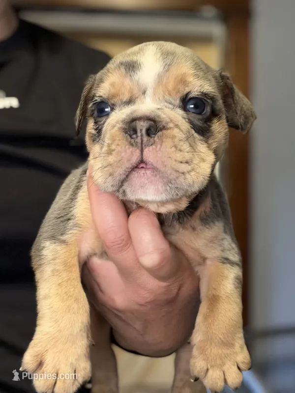 Versace – English Bulldog puppy for sale in Hinton, IA