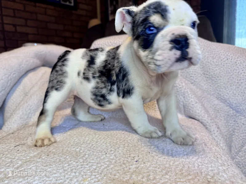 Snickers – English Bulldog puppy for sale in Hinton, IA
