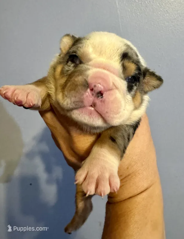 Skittles – English Bulldog puppy for sale in Hinton, IA