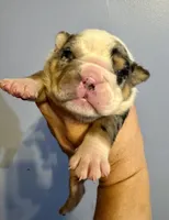 Skittles, a female English Bulldog for sale in Hinton, IA – 1 of 4
