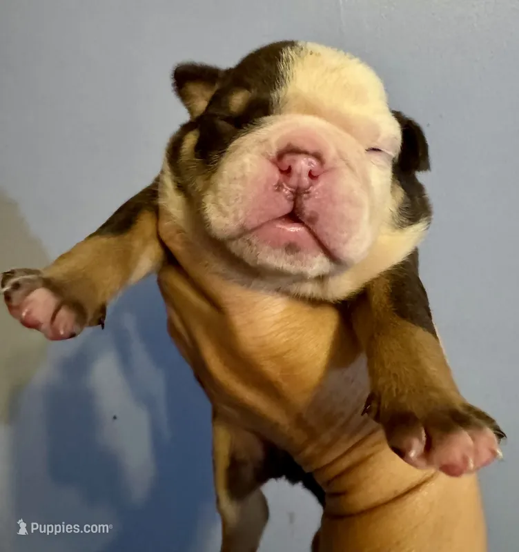 Reeses – English Bulldog puppy for sale in Hinton, IA