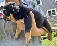 Michelangelo, a male English Bulldog for sale in Hinton, IA – 3 of 4