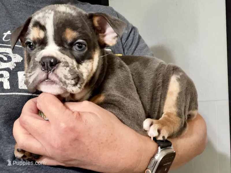 Armani – English Bulldog puppy for sale in Hinton, IA