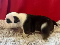 Daphne, a female English Bulldog for sale in Hinton, IA – 4 of 9