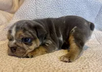 Versace, a male English Bulldog for sale in Hinton, IA – 5 of 10