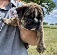 Clyde, a male English Bulldog for sale in Hinton, IA – 2 of 5