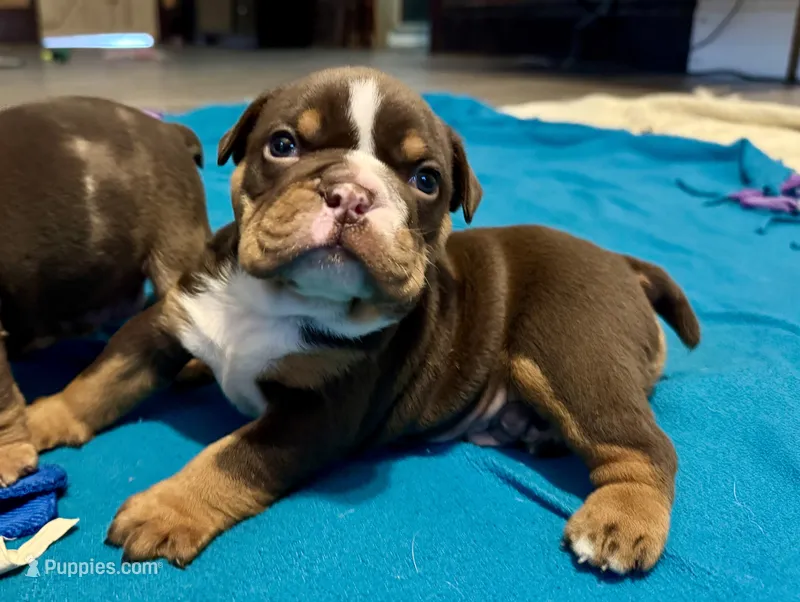 Rolo – English Bulldog puppy for sale in Hinton, IA
