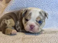 Gucci, a male English Bulldog for sale in Hinton, IA – 9 of 10