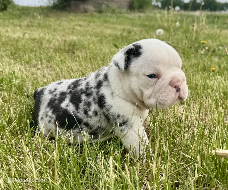 Kristoff – English Bulldog puppy for sale in Hinton, IA