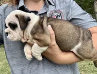Daphne, a female English Bulldog for sale in Hinton, IA – 5 of 7