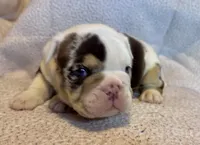 Louis, a male English Bulldog for sale in Hinton, IA – 9 of 9