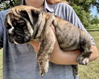 Clyde, a male English Bulldog for sale in Hinton, IA – 5 of 5