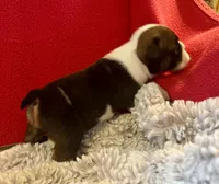 Daphne, a female English Bulldog for sale in Hinton, IA – 5 of 9