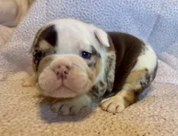 Louis, a male English Bulldog for sale in Hinton, IA – 6 of 9