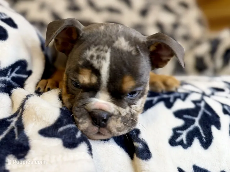Armani – English Bulldog puppy for sale in Hinton, IA