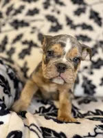 Versace, a male English Bulldog for sale in Hinton, IA – 5 of 10