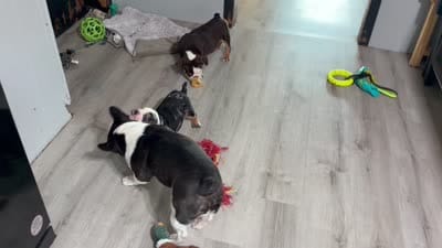 Skittles, a female English Bulldog for sale in Hinton, IA – 8 of 8